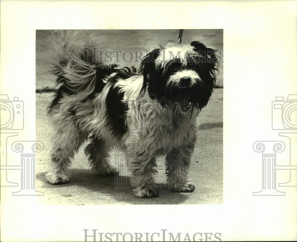 1987 Press Photo &quot;Ammy&quot;, Pet of the Week at Jefferson SPCA - Historic Images