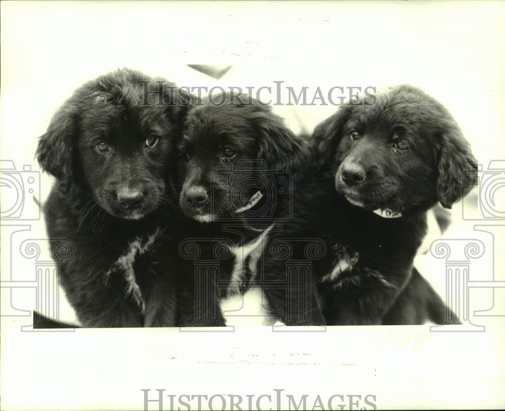 1987 Press Photo Mixed Australian shepherd and Golden retriever puppies at SPCA - Historic Images