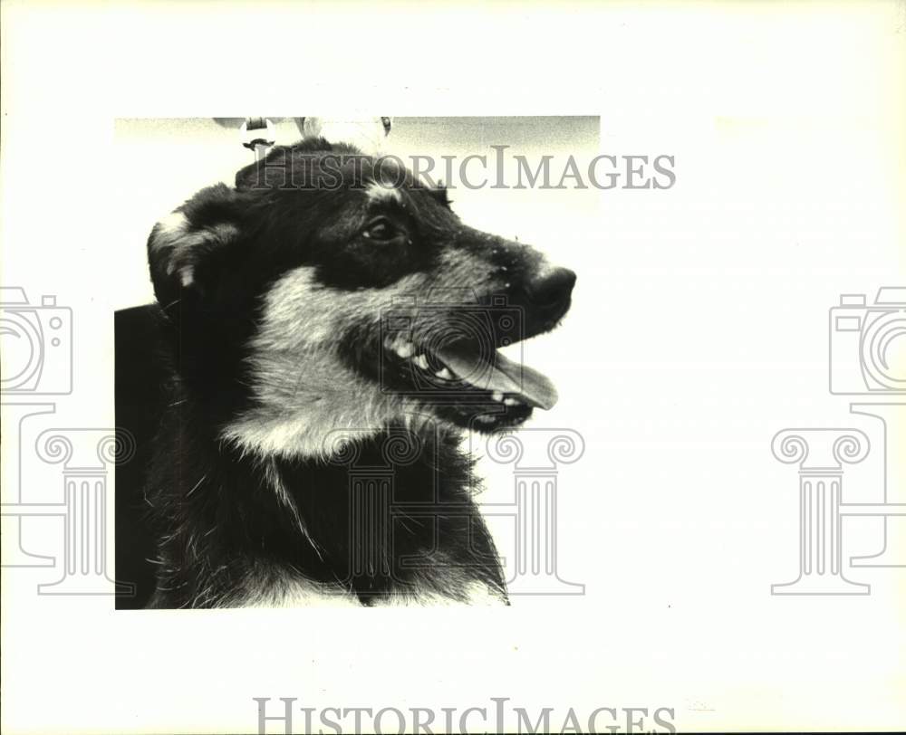 1987 Press Photo Lupe is the Jefferson SPCA featured pet of the week. - Historic Images