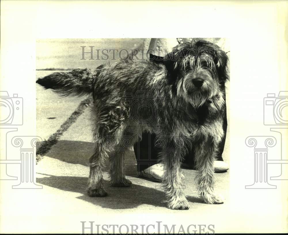 1987 Press Photo Jefferson SPCA featured pet of the week is &quot;Max.&quot; - Historic Images