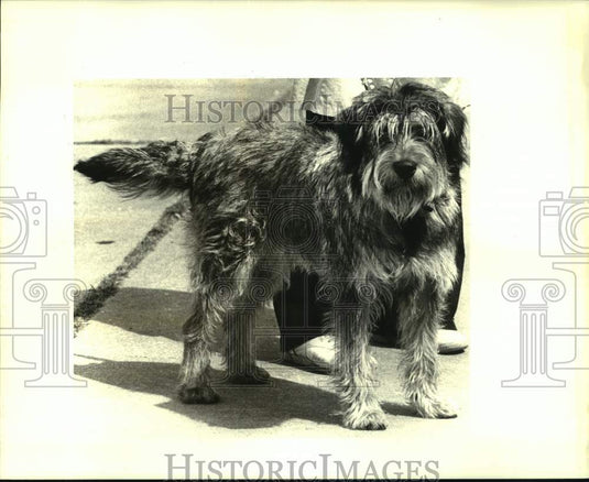 1987 Press Photo Jefferson SPCA featured pet of the week is "Max." - Historic Images