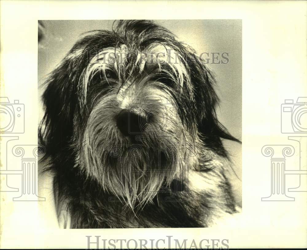 1987 Press Photo The weeks Jefferson SPCA pet of the week is &quot;Max.&quot; - Historic Images