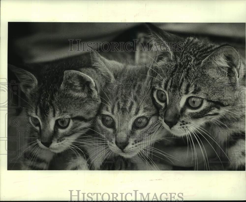 1987 Press Photo This weeks Jefferson SPCA pet of the week are these 3 kittens. - Historic Images