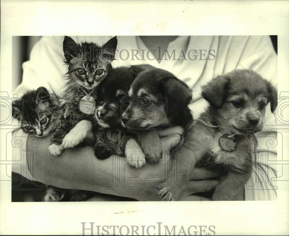 1986 Press Photo Kittens and Puppies Available for Adoption at Jefferson SPCA - Historic Images