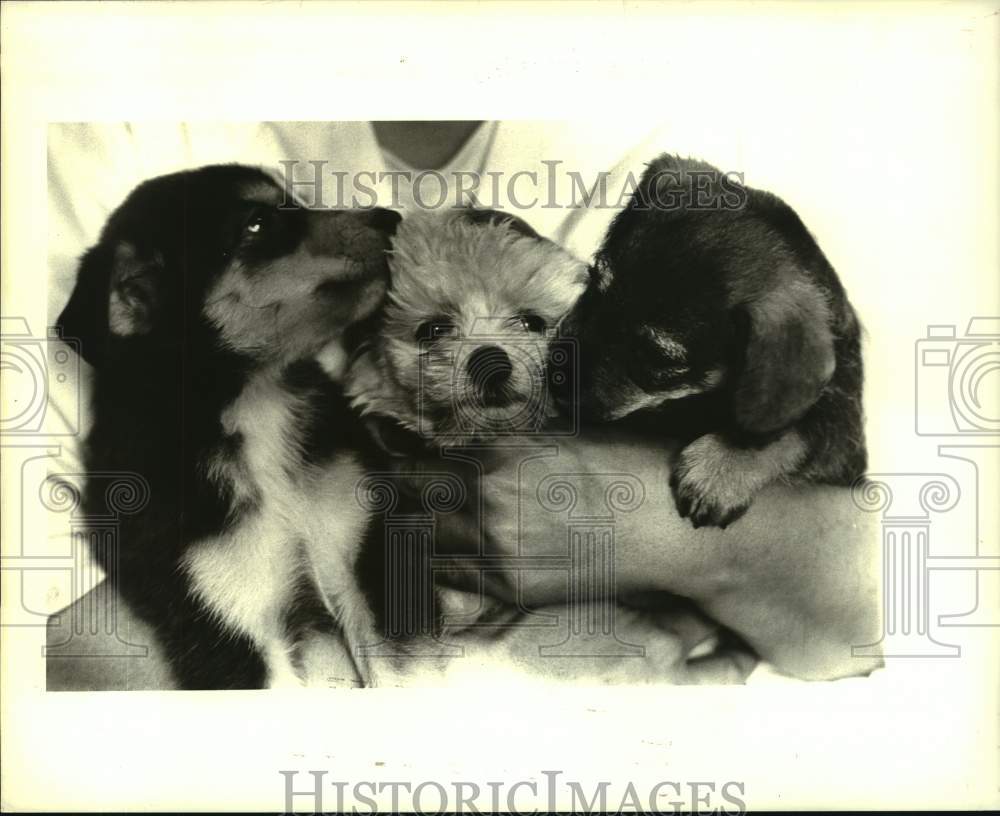 1986 Press Photo Three Puppy Dogs Are Jefferson SPCA Featured Pets This Week - Historic Images