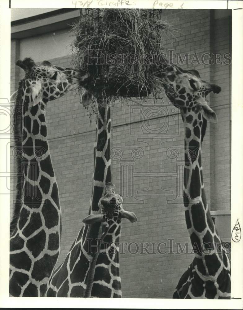 1979 Giraffes in a Dallas zoo eat from a hanging basket with ease - Historic Images