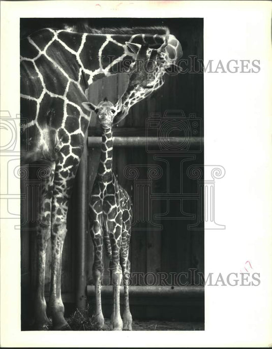 1988 Press Photo A baby giraffe with her mother, born at the Audubon Zoo - Historic Images