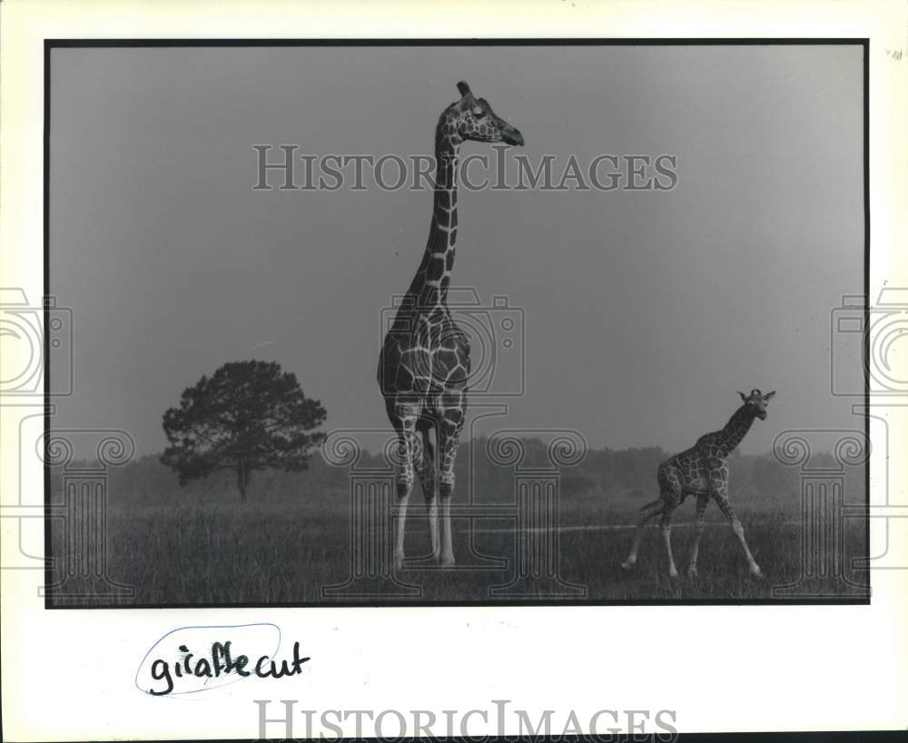 1993 Press Photo Giraffes roam around the park - Historic Images