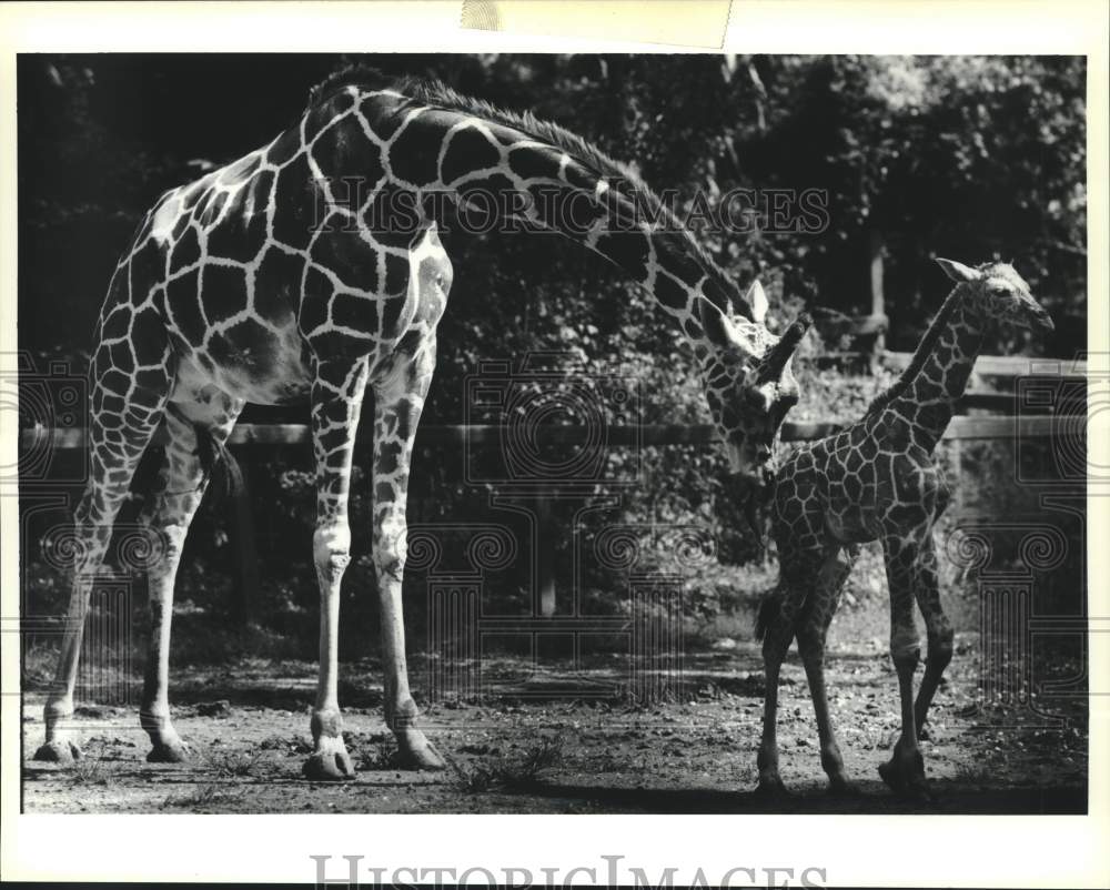 1991 Press Photo Giraffes Jenny and Solomon at the Audubon Zoo - Historic Images