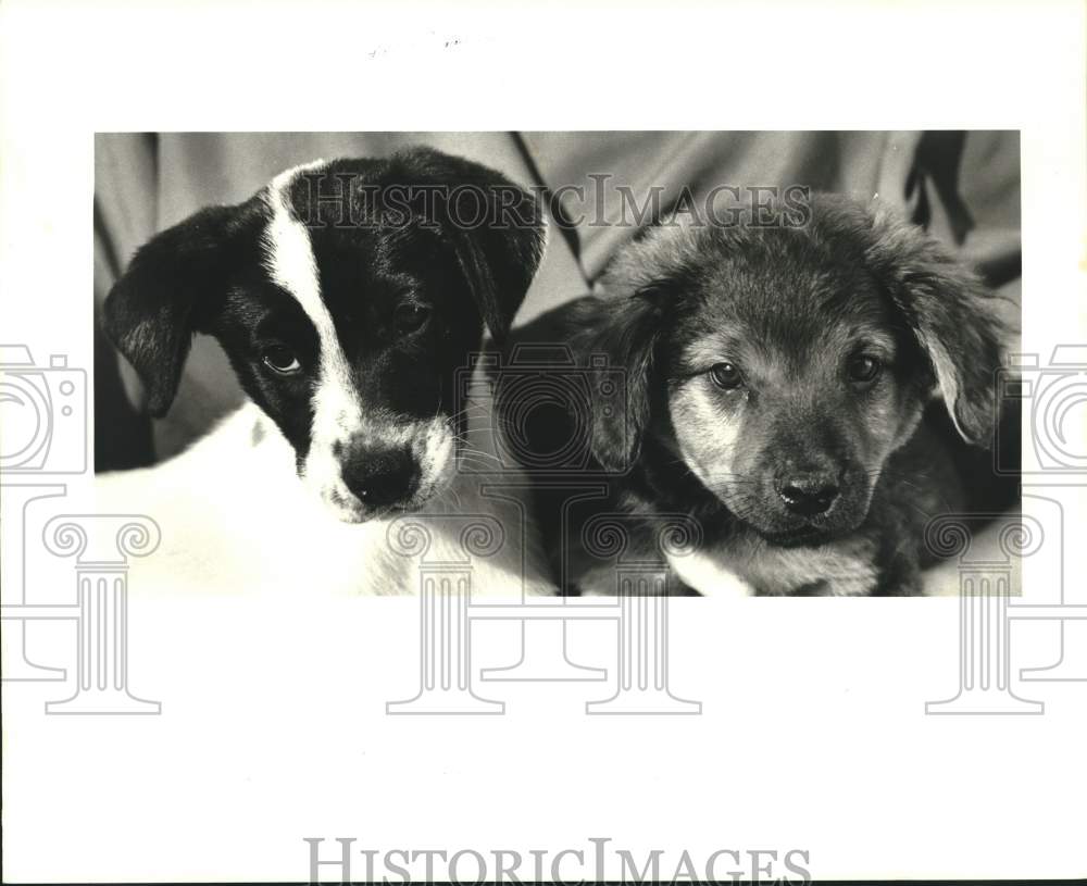 1987 Press Photo Two puppies as Pet of the Week at Jefferson SPCA - Historic Images