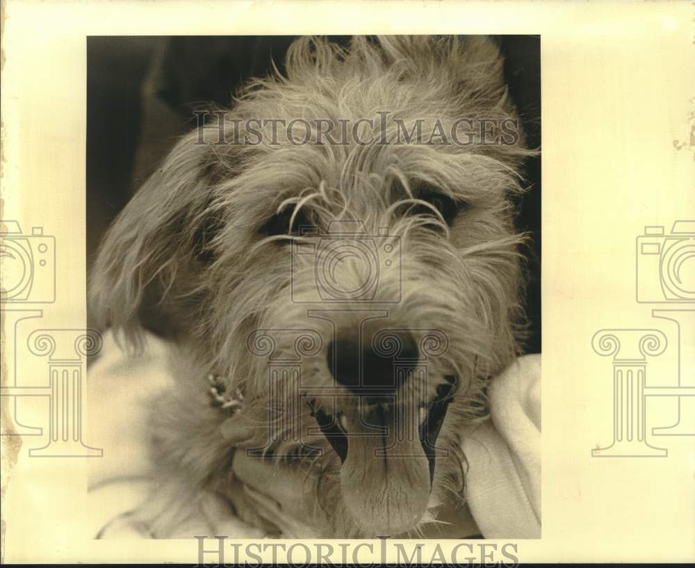 1988 Press Photo East Jefferson SPCA, Hugs, a seven month old mixed terrier dog - Historic Images