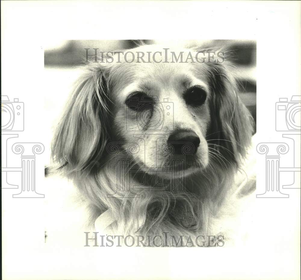 1987 Press Photo East Jefferson SPCA featured two year old female cocker dog - Historic Images