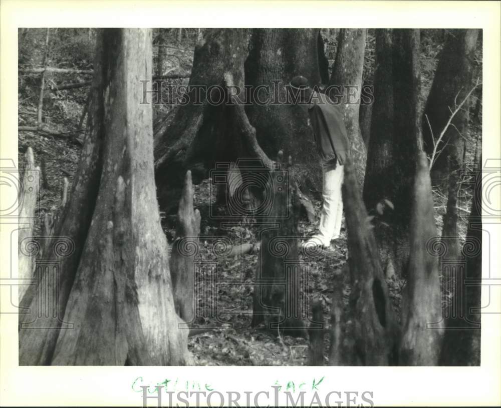 1990 Press Photo Marianne Talbot Inspects Cypress at Horseshoe Lake, Pearl River - Historic Images