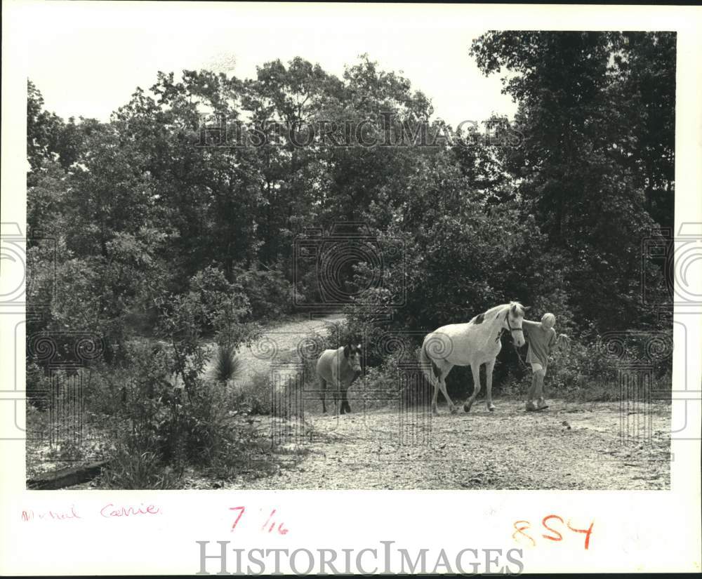 1988 Press Photo Michael Currier heads leads his horses up the road. - Historic Images