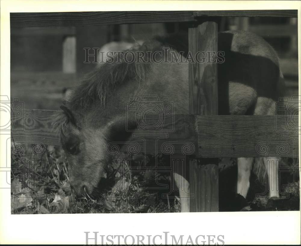 1988 Press Photo One of Fred Bass&#39; miniature horse&#39; on his farm near Folsom. - Historic Images