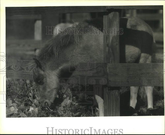 1988 Press Photo One of Fred Bass' miniature horse' on his farm near Folsom. - Historic Images