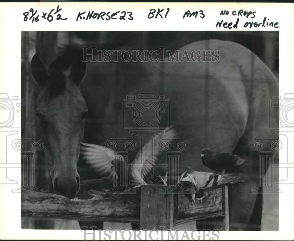 1990 Press Photo This horse doesn&#39;t mind company while he eats lunch in Kenner - Historic Images