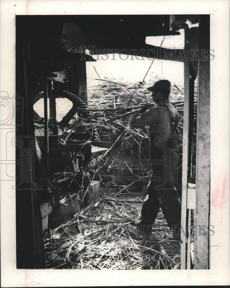 1964 Joseph Maxile feeds stalks into the grinder to extract juice.-Historic Images