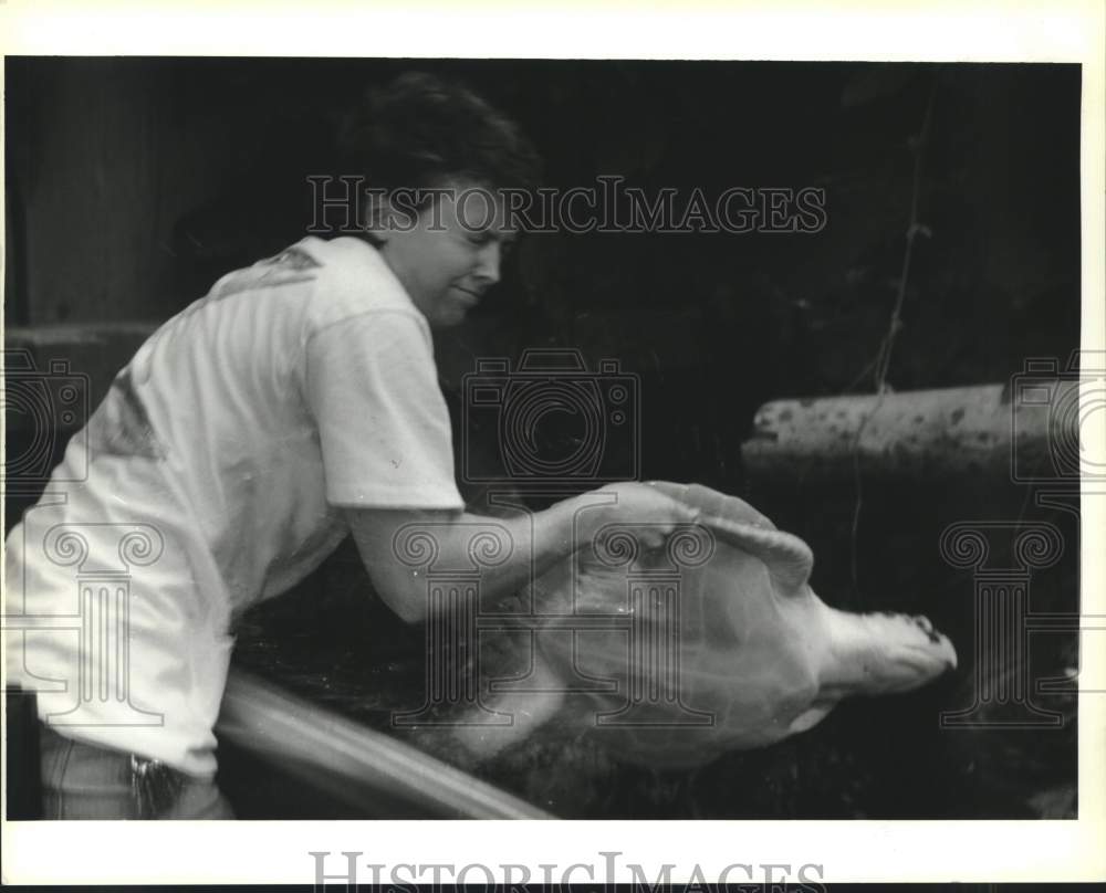 1993 Press Photo Christa Lebue handles Kemp&#39;s Ridley sea turtles at aquarium - Historic Images