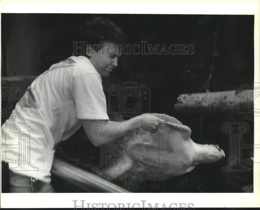 1993 Press Photo Christa Lebue handles Kemp's Ridley sea turtles at aquarium - Historic Images