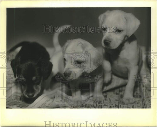 Press Photo Puppies - SPCA Pets of the week - Historic Images