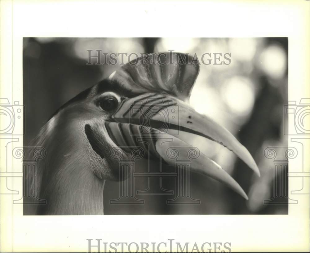 1995 Press Photo An adult Celebese hornbill at the Audubon Zoo - Historic Images