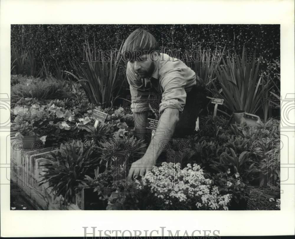 1990 Press Photo erome Lebo plants Pepunia and Allysum at Botanical Gardens - Historic Images