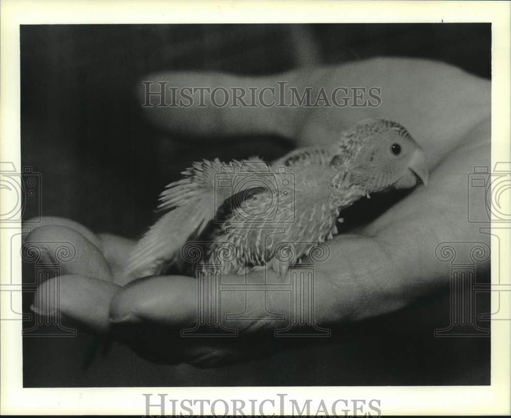 1989 Press Photo A young budgie rests in Vic Lassalle&#39;s hand - Historic Images