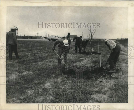 1959 Planting trees for highway beautification of Interstate 10-Historic Images