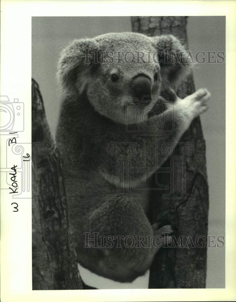 1992 Press Photo Koala Named Leo At Audubon Park Zoo, New Orleans, Louisiana - Historic Images