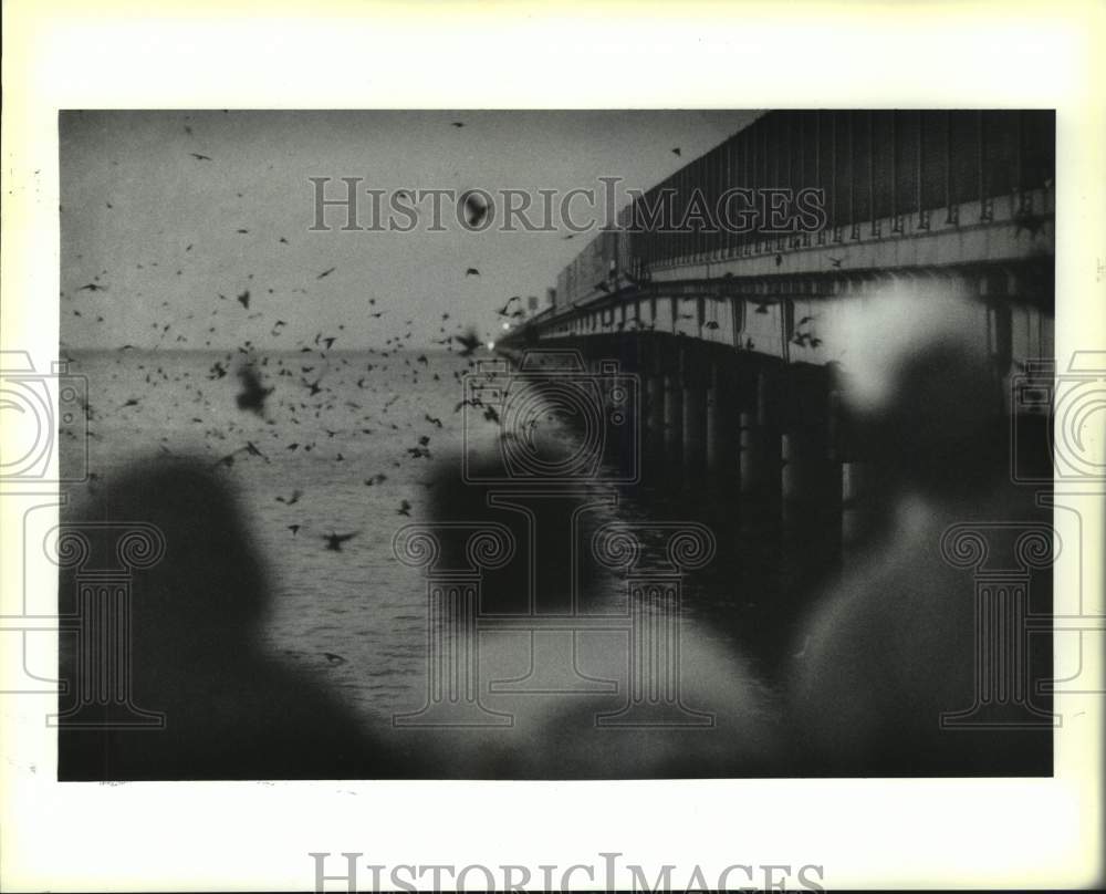 1994 Press Photo Thousands of purple martins flock to the Causeway Bridge - Historic Images