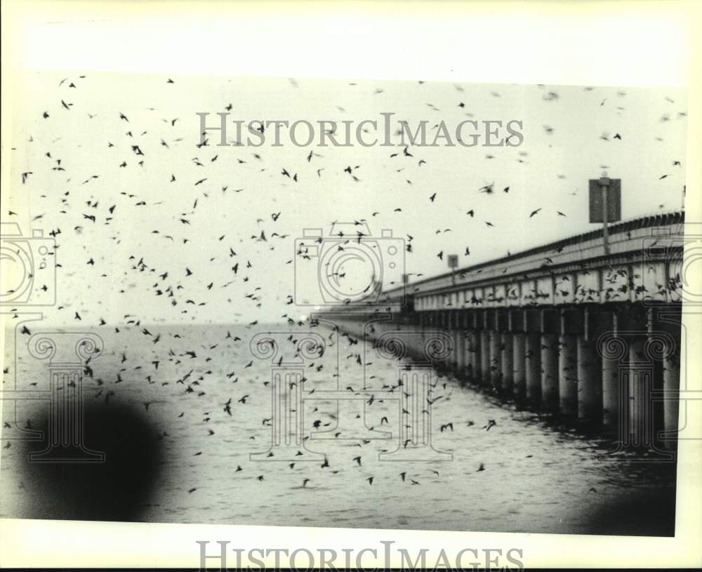 1989 Press Photo Thousands of purple martins fly over Lake Pontchartrain - Historic Images