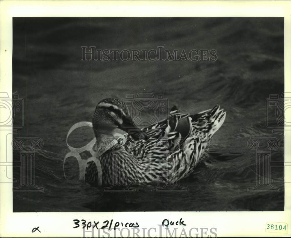 1991 Press Photo A female mallard duck stuck in 6-pack rings around her neck - Historic Images