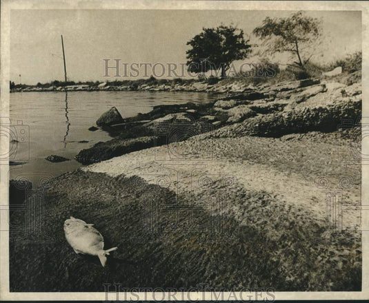 Press Photo Dead fish on the banks of Lake Pontchartrain. - Historic Images