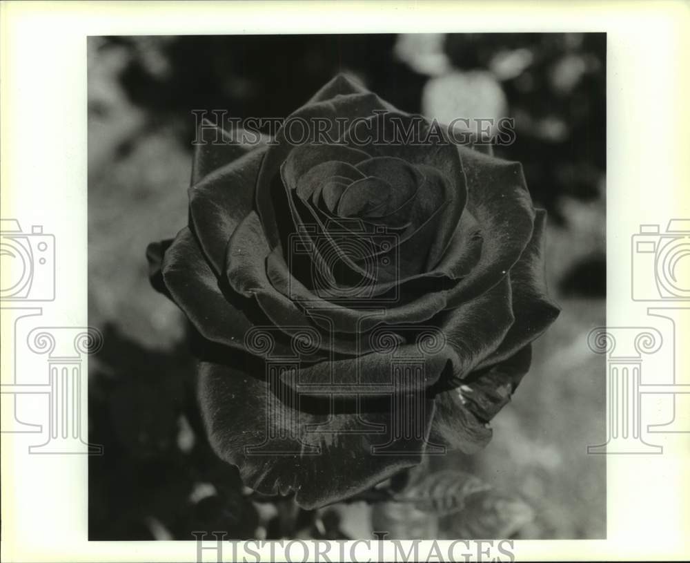 1995 Press Photo "Charlotte Searce" Rose in Anthony Jarman's garden - Historic Images