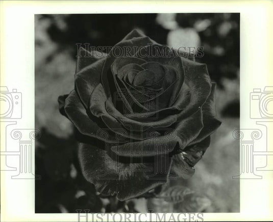 1995 Press Photo "Charlotte Searce" Rose in Anthony Jarman's garden - Historic Images