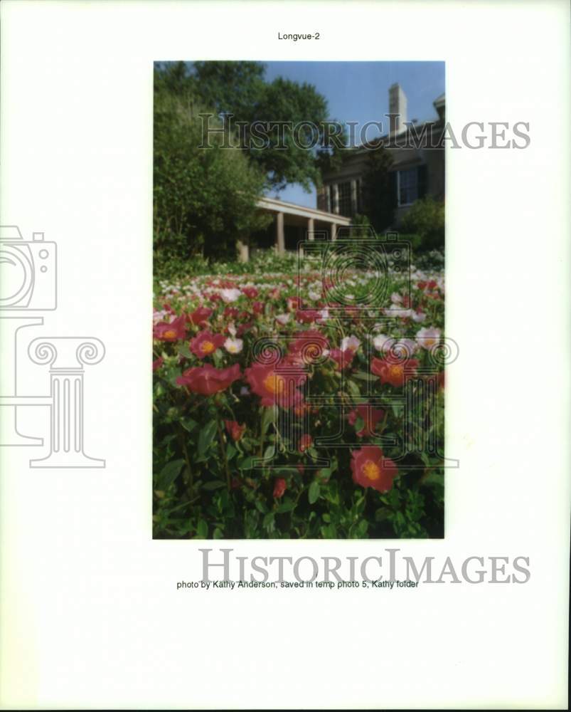 1996 Press Photo Purslanie flowers open in sunlight at Longue Vue - Historic Images