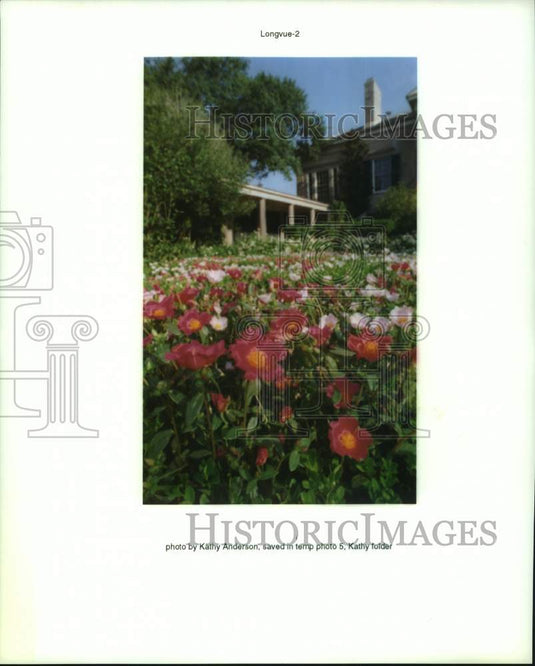 1996 Press Photo Purslanie flowers open in sunlight at Longue Vue - Historic Images