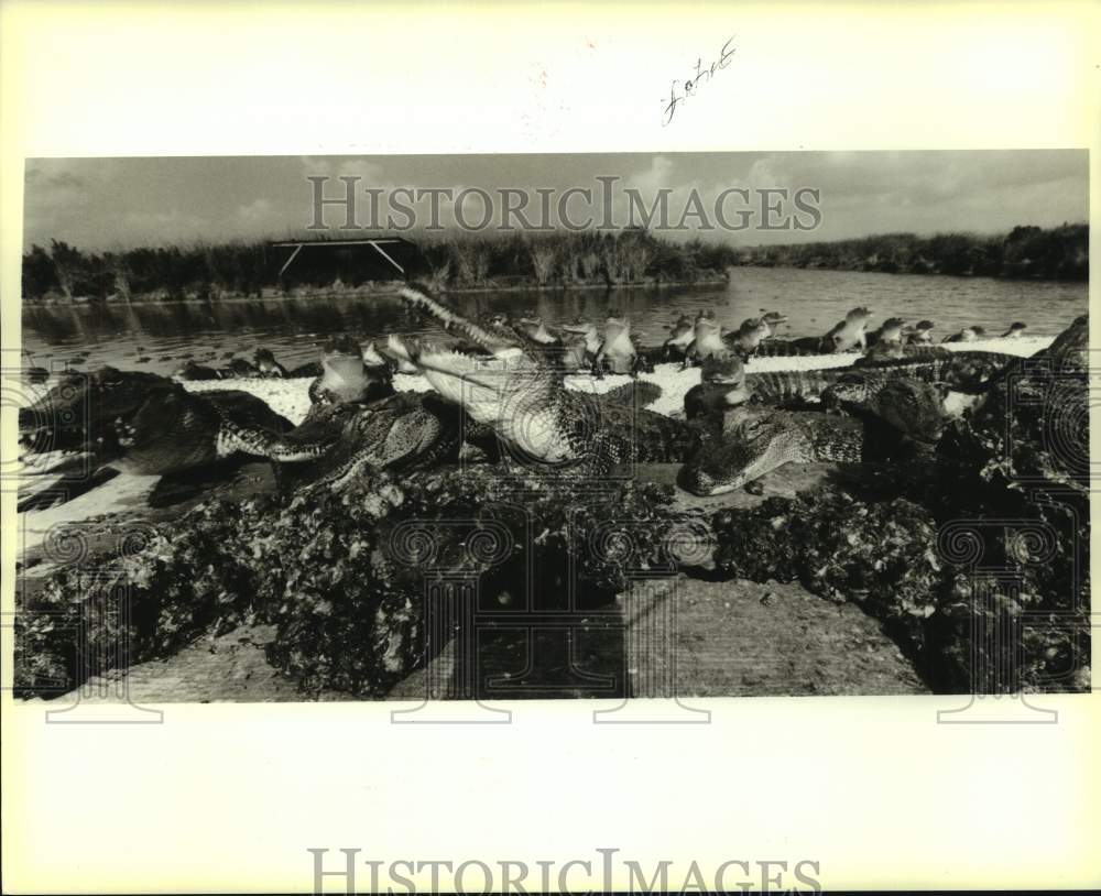 1988 Press Photo Alligator chow down on their raw nutria meat in Golden Meadow - Historic Images