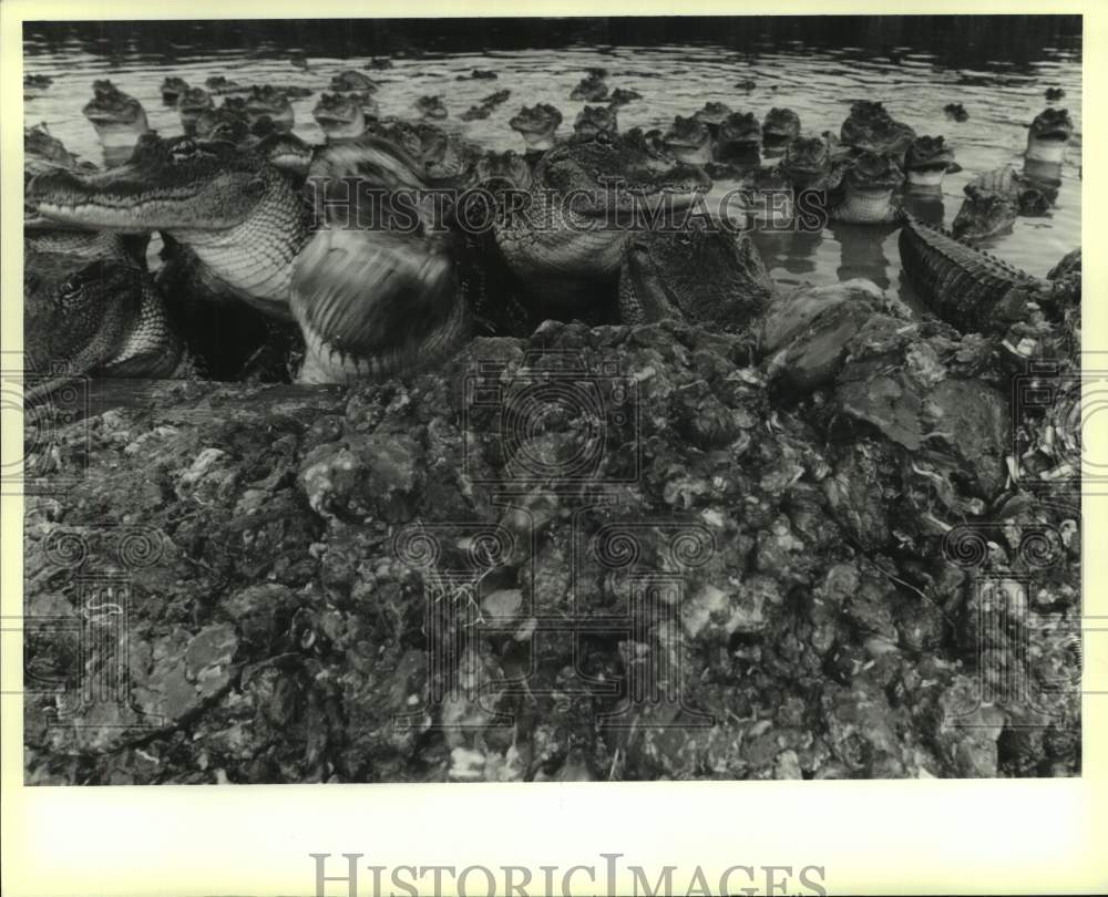 1988 Press Photo Alligators eat nutria at the alligator farm in Golden Meadow - Historic Images