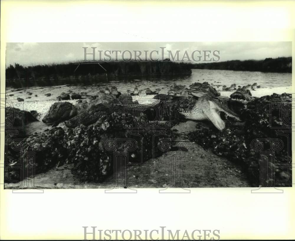 1988 Press Photo Alligators feeding on nutria meat on the Golden Meadow farm - Historic Images