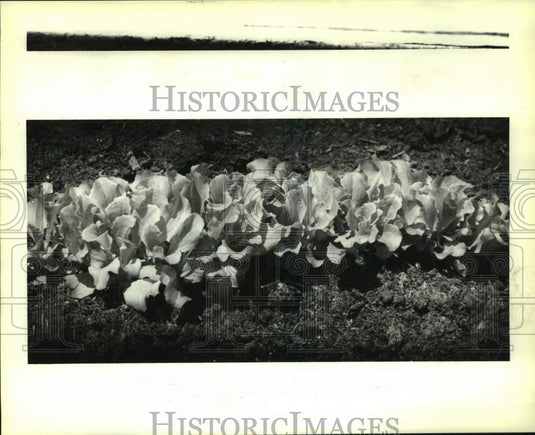 1992 Press Photo Lettuce plants in the garden - Historic Images