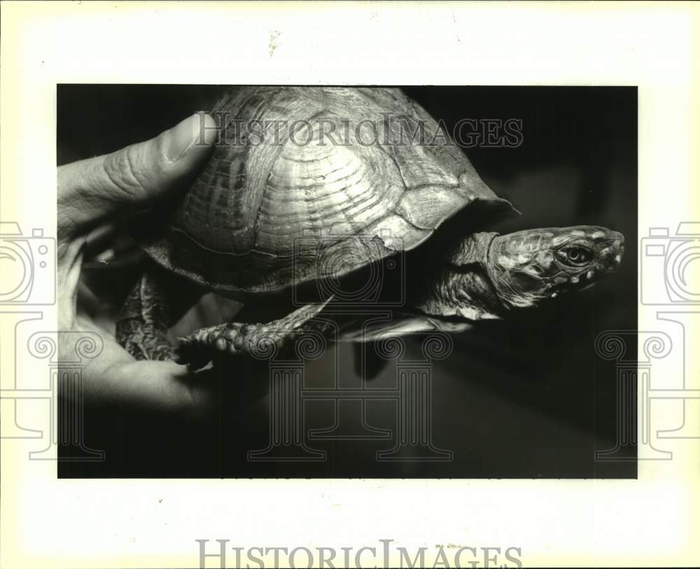 1994 Press Photo A turtle from the Louisiana Nature and Science Center - Historic Images