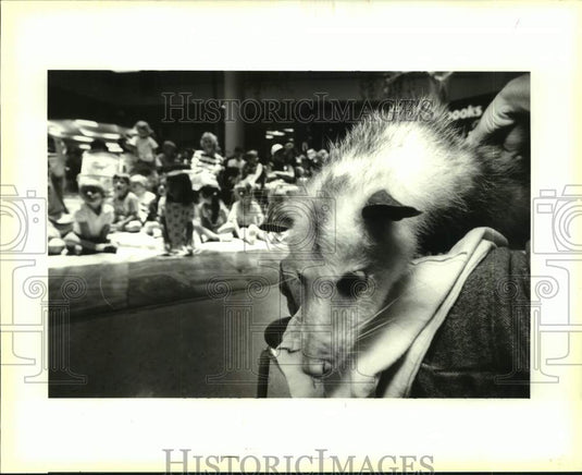 1994 Press Photo An opossum from Louisiana Science Center at Lakeside Center - Historic Images