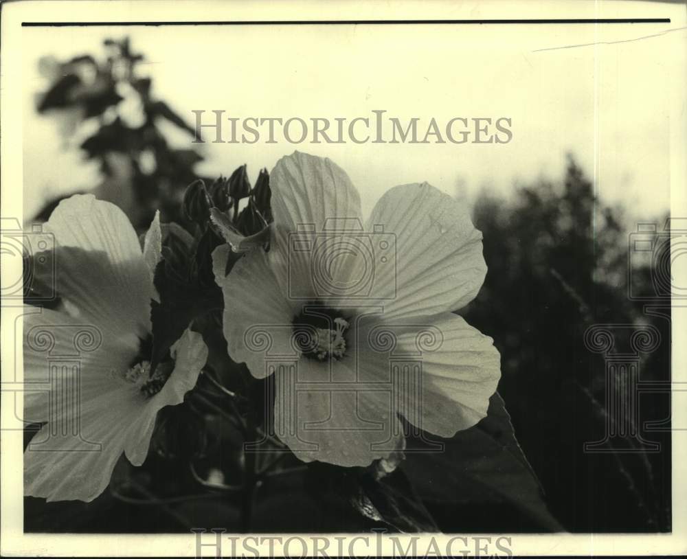 1973 Press Photo Wild flowers abound in the Spring in unspoiled marshland area - Historic Images