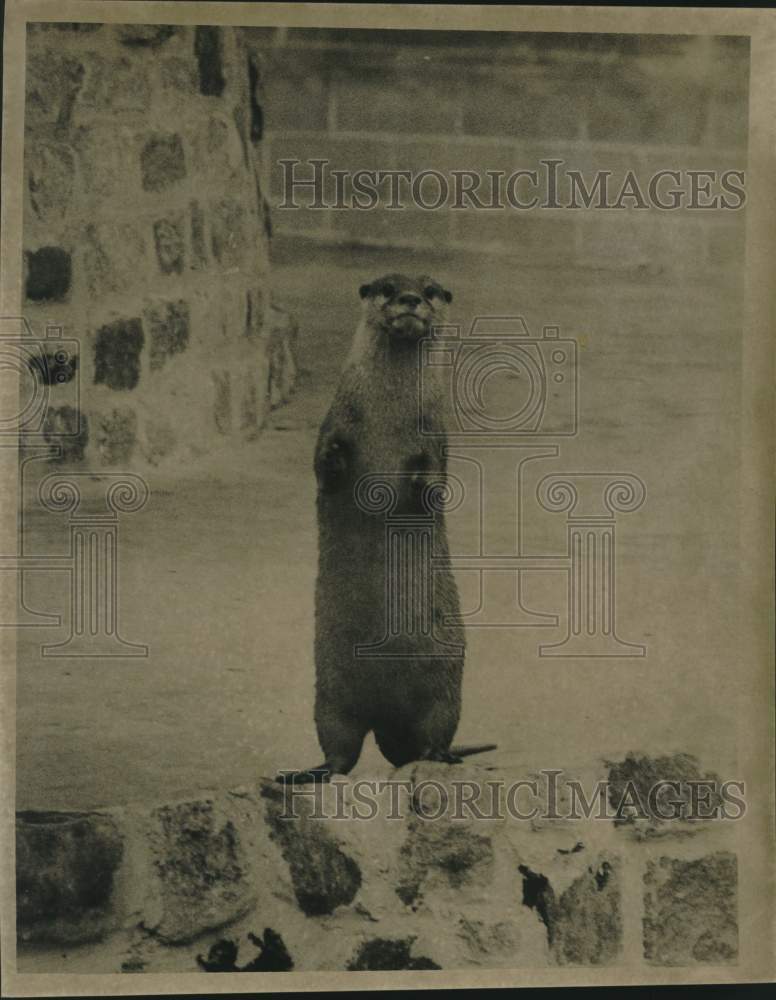 1967 &quot;Ground Hog&quot; otter - Historic Images