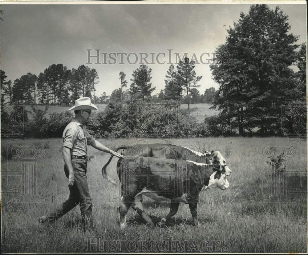 1973 Father Remig takes meticulous care of herd - Historic Images