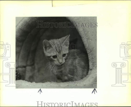 1990 Press Photo Tiny Male Kitten Is Pet Of The Week, Jefferson Animal Shelter - Historic Images