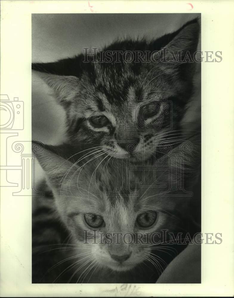 1986 Press Photo Two tabby kittens available for adoption - Historic Images