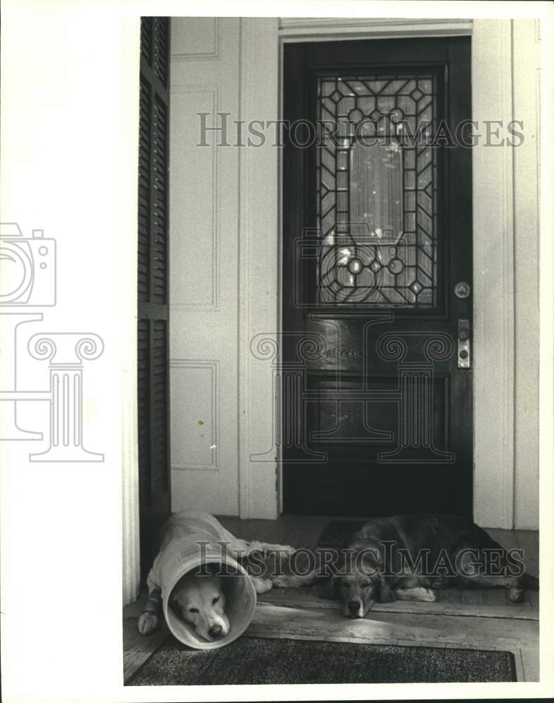 1988 Press Photo Buckethead, relaxes with his friend, Frank on Marengo Street - Historic Images